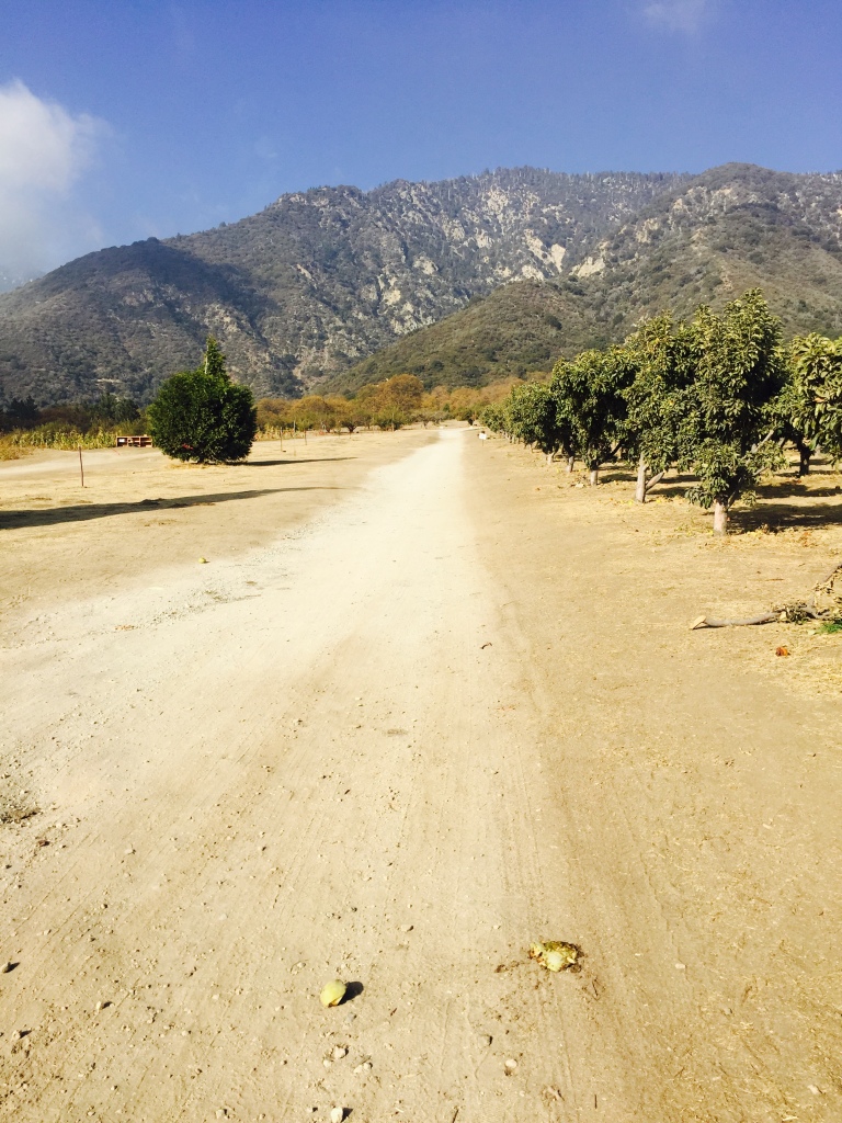 Apple Picking Path